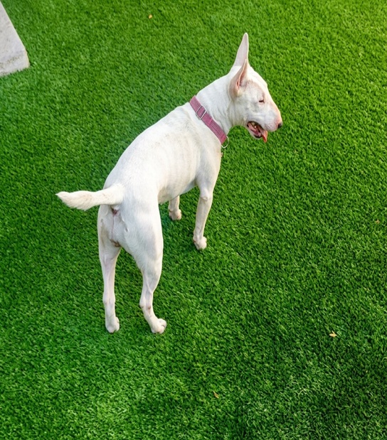 Pet-Friendly Artificial Turf South Florida Pet friendly artificial turf in South Florida backyard with dog on clean synthetic grass no mud easy to clean lawn for pets